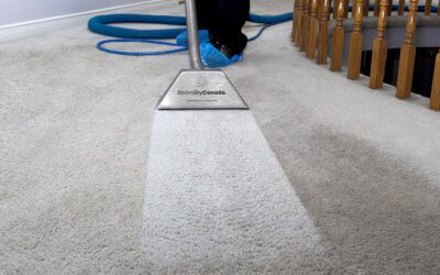 What is Carpet Cleaning? The Ultimate Guide