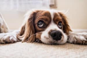 Dog_on_carpet